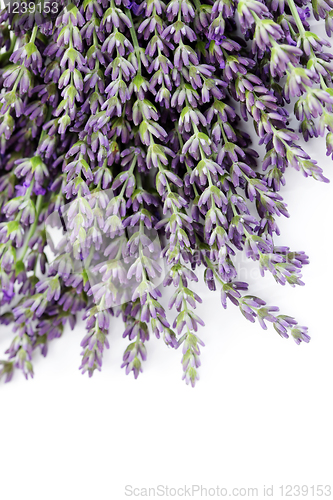 Image of lavender flowers