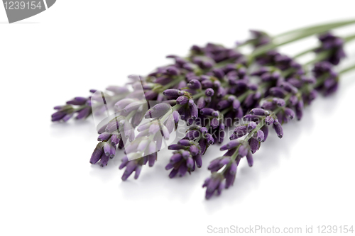 Image of lavender flowers