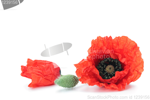 Image of red poppies