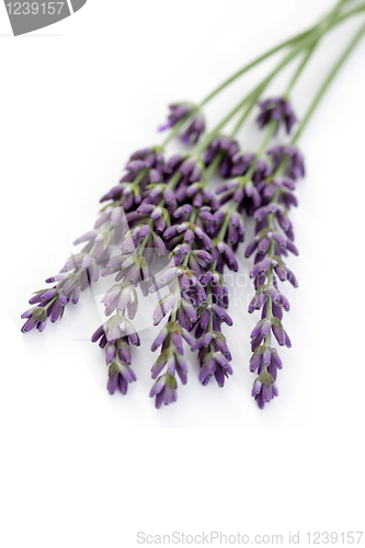 Image of lavender flowers
