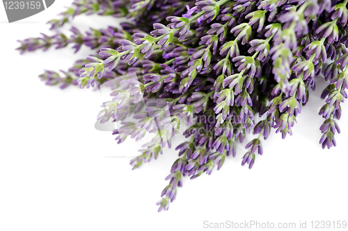 Image of lavender flowers