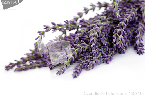 Image of lavender flowers