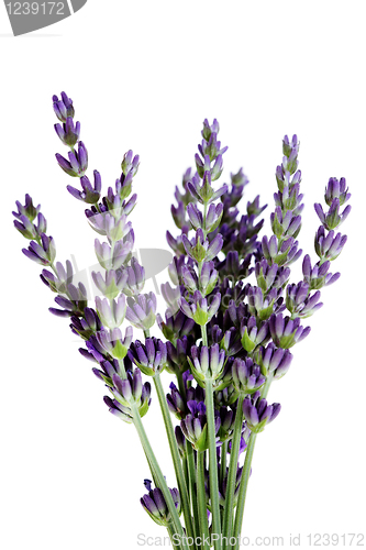 Image of lavender flowers