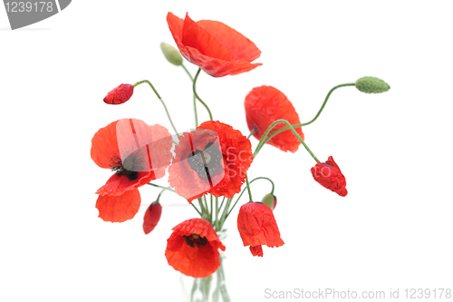 Image of red poppies