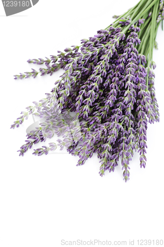 Image of lavender flowers