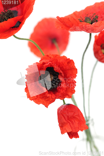 Image of red poppies