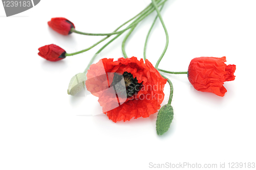 Image of red poppies