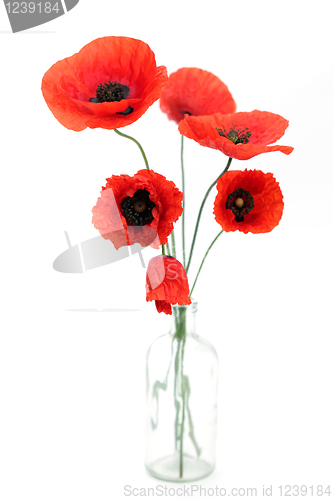 Image of red poppies