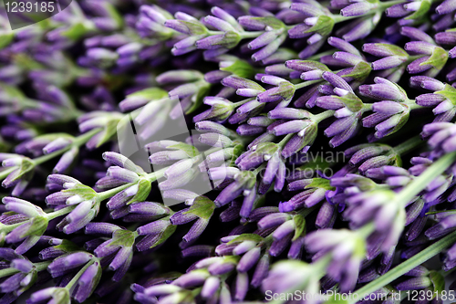 Image of lavender flowers