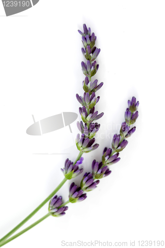 Image of lavender flowers