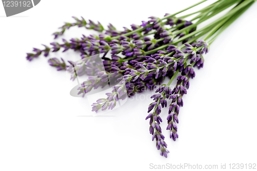 Image of lavender flowers