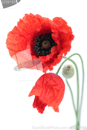 Image of red poppies