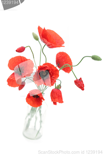 Image of red poppies