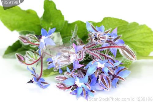 Image of Borage