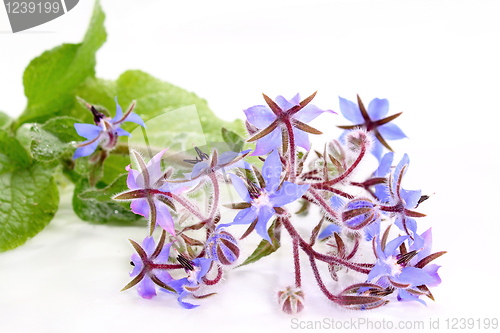 Image of Borage