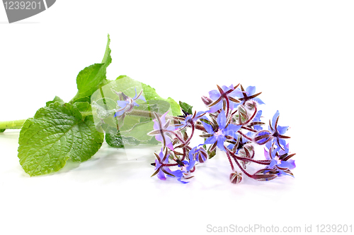 Image of Borage