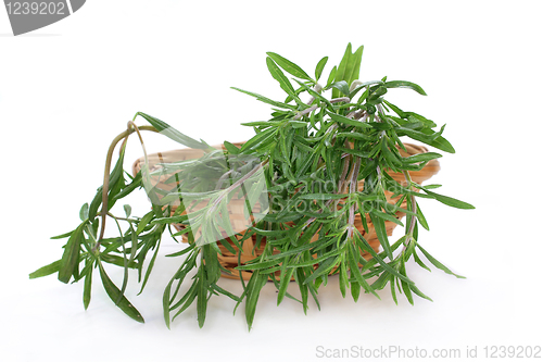 Image of savory