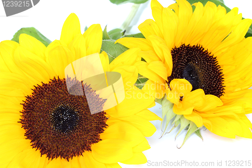 Image of Sunflowers