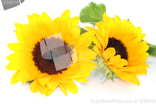 Image of Sunflowers