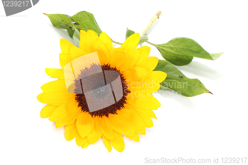 Image of Sunflower