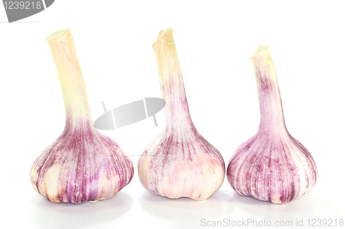 Image of Garlic
