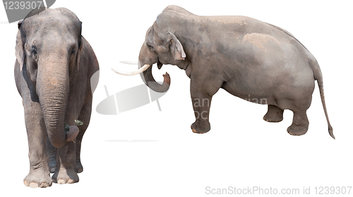 Image of African Elephants