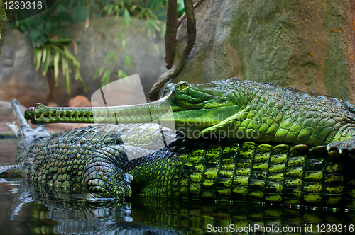 Image of Indian Gavial / Gharial (Gavialis gangeticus)