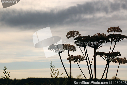 Image of Hogweed in the Background of the Cloudy Sky