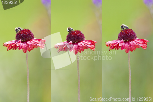 Image of bee on flower