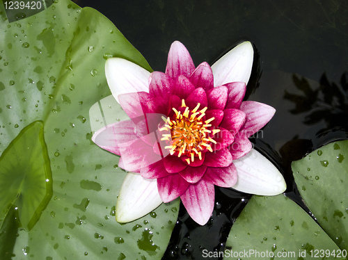 Image of water lily