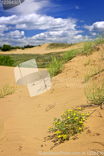 Image of Desert landscape in Manitoba, Canada