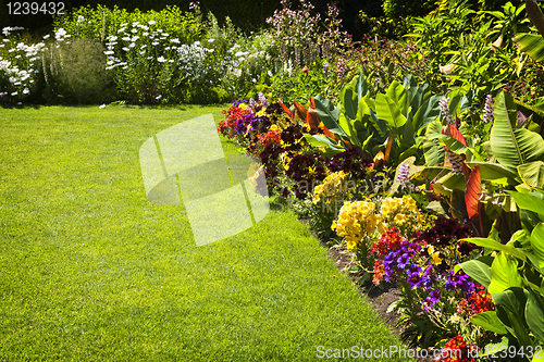 Image of Colorful garden flowers