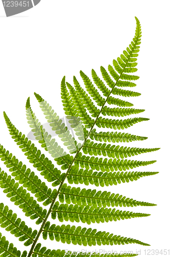 Image of Fern leaf