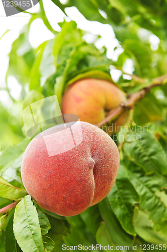 Image of Peaches on tree