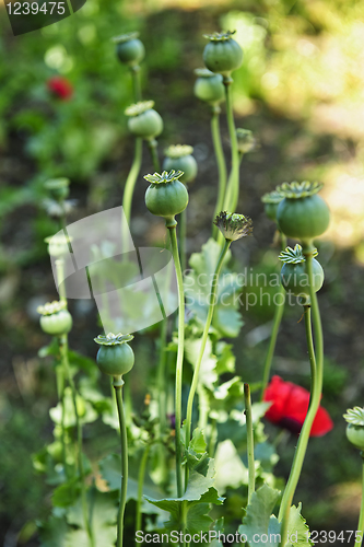 Image of Poppy plants in garden