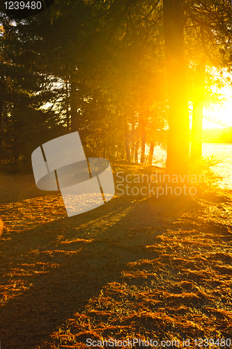 Image of Sunshine in evening forest near lake