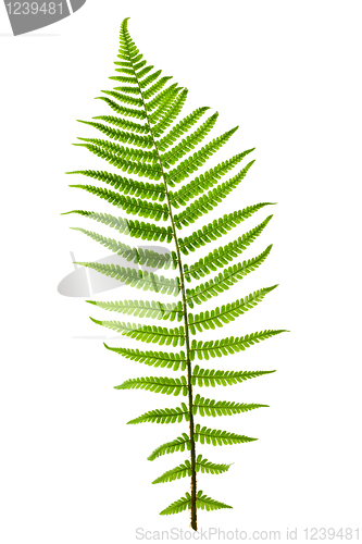 Image of Fern leaf