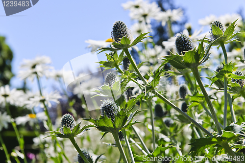 Image of Thistles and daisies in garden