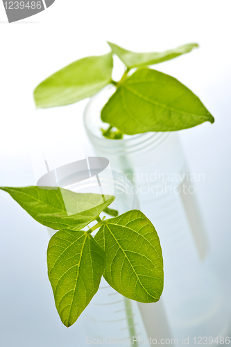 Image of GM plant seedlings in test tubes