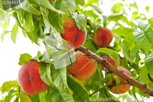 Image of Peaches on tree