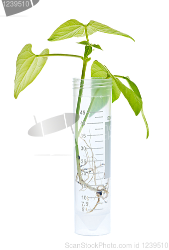 Image of GM plant seedling in test tube