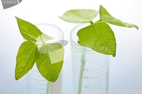 Image of GM plant seedlings in test tubes