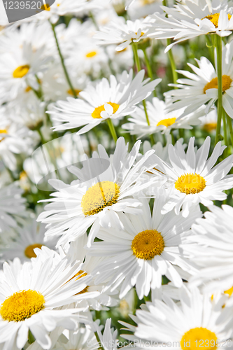 Image of Daisies in garden