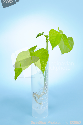 Image of GM plant seedling in test tube