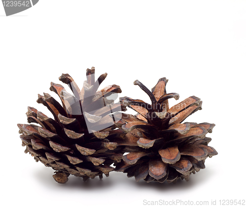 Image of Pinecone - isolated on white