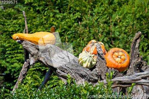 Image of pumpkins