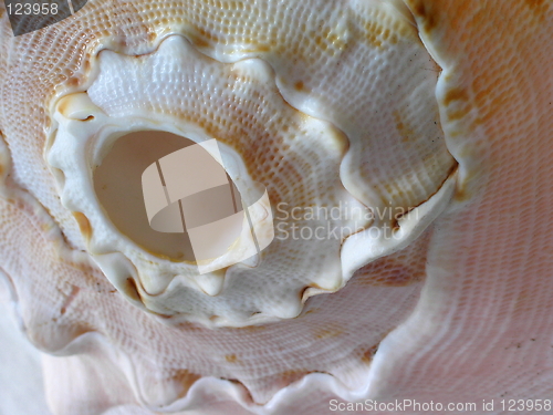 Image of Conch Shell