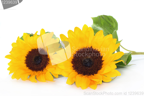 Image of Sunflower