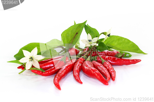 Image of Chili peppers