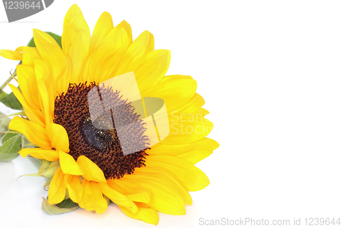 Image of Sunflower